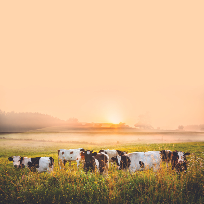 Kor på fältet